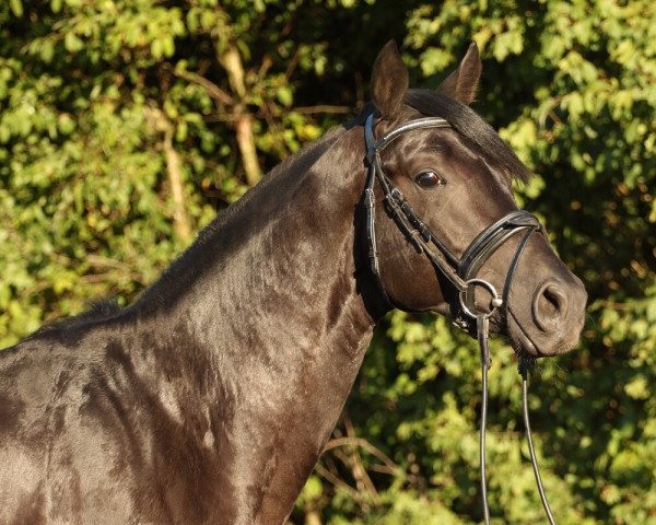 jumper Aldebaran 41 (Trakehner, 2015, from Sixtus)
