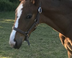 horse Emoji (Westphalian, 2018, from Ehrenpreis)