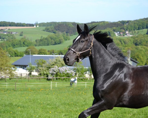 horse Donald 570 (Oldenburg, 2012, from De Niro)
