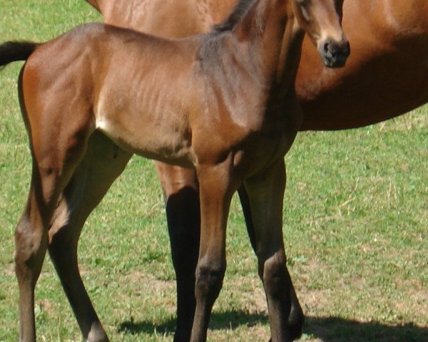 horse Millefleur (Westphalian, 2018, from E.H. Millennium)