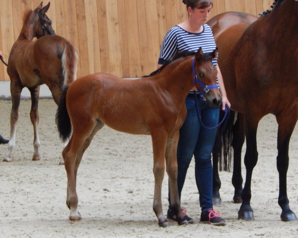 Pferd Sandtel's Feuerrose (Westfale, 2018, von For Gold OLD)