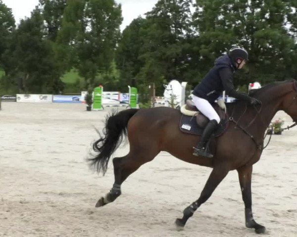 Reitturnier Öpfingen 2017
