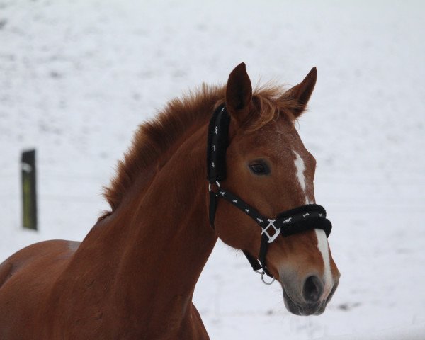 jumper Astarte (Hessian Warmblood, 2005, from Accept)