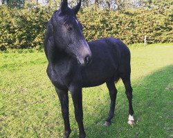jumper Diand SF (Westphalian, 2016, from Diacontinus)