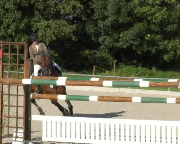 Reitturnier Öpfingen 2017