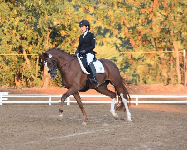 broodmare Quaterhalls Little One (Hanoverian, 2013, from Quaterhall)