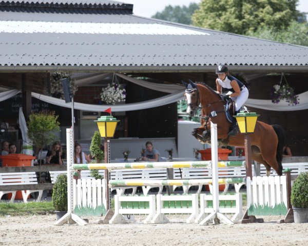 broodmare C-Loona NRW (Westphalian, 2011, from Cornet's Stern)