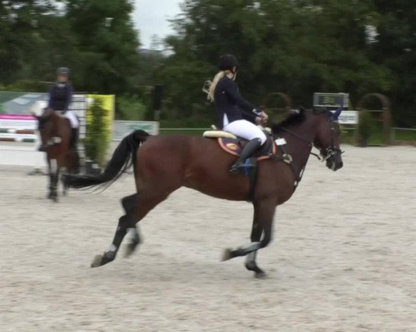Reitturnier Öpfingen 2017