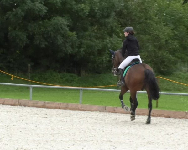 Reitturnier Öpfingen 2017