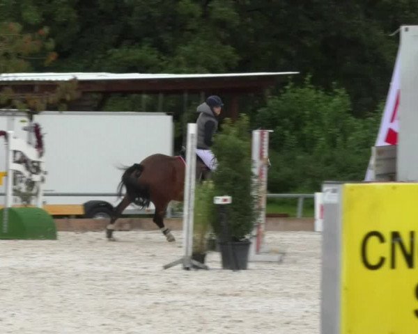Reitturnier Öpfingen 2017