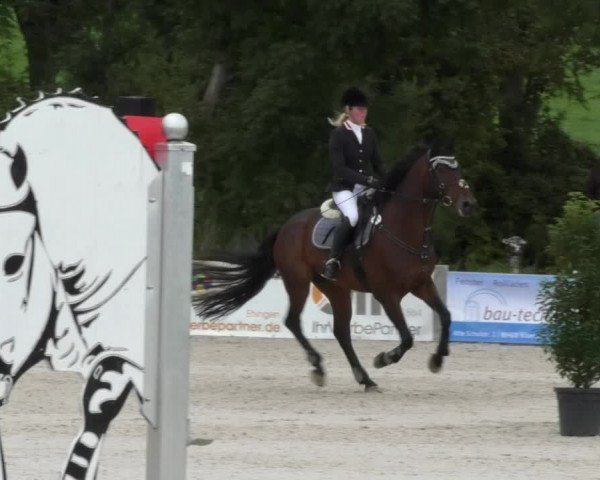 Reitturnier Öpfingen 2017