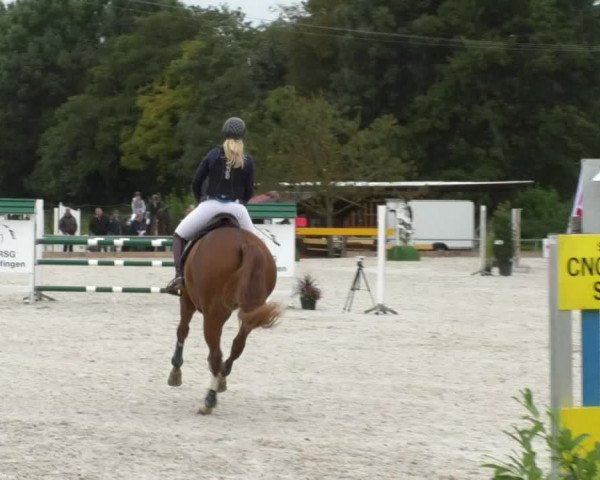 Reitturnier Öpfingen 2017