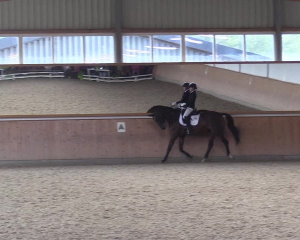 Reitturnier Gut Hohenkamp / Dorsten 2017