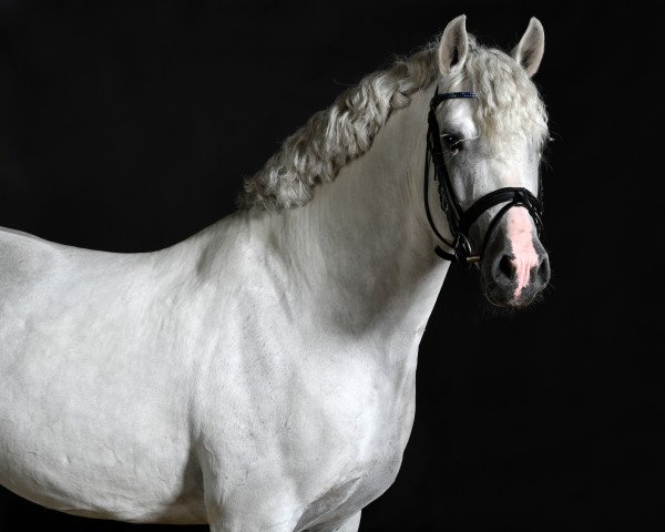 stallion Massimiliano DL (German Riding Pony, 2007, from Grenzhoes Montgomery)