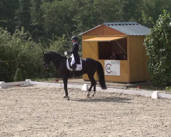 Reitturnier Hünsdorf-Ecurie Josy Hoffmann 2017