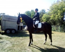 dressage horse Ravallo 28 (Hanoverian, 2008, from Rascalino)