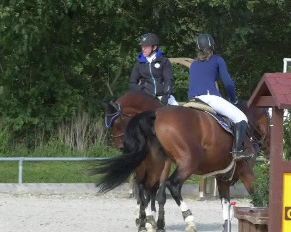 Reitturnier Öpfingen 2017