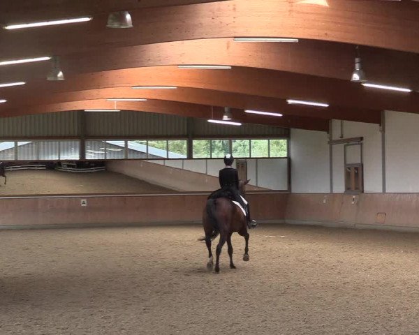 Reitturnier Gut Hohenkamp / Dorsten 2017