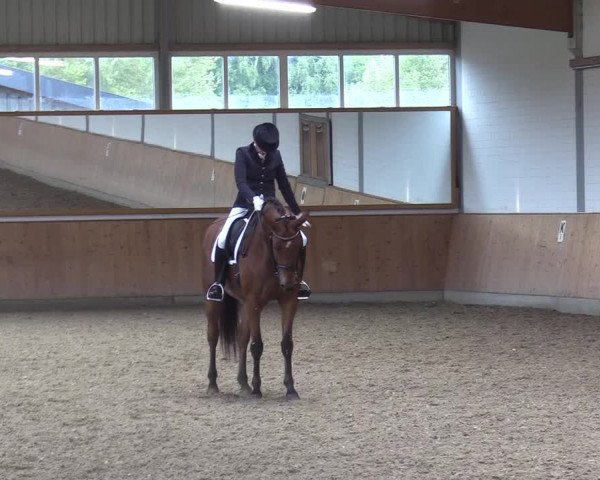 Reitturnier Gut Hohenkamp / Dorsten 2017