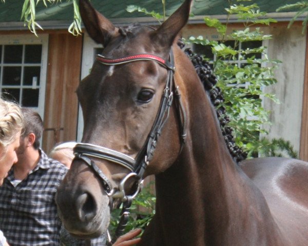 broodmare Montana (Mecklenburg, 2002, from Monazit)