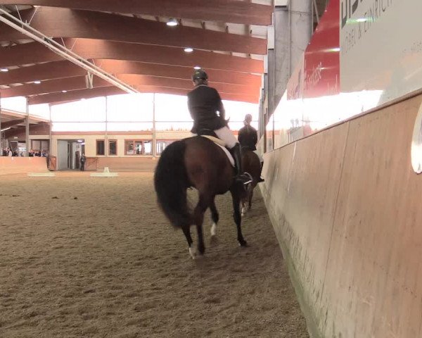 Reitturnier Appelhülsen 2017