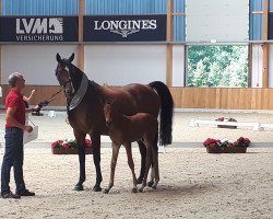 Pferd Commeup (Westfale, 2018, von Comme le père)