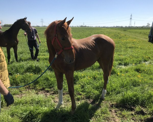 horse Hengst von Fahrenheit / Weltmeyer (Westphalian, 2017, from Tannenhof's Fahrenheit)