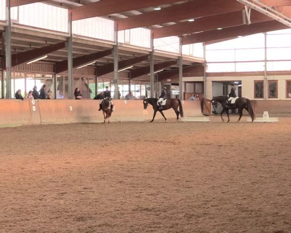 Reitturnier Appelhülsen 2017