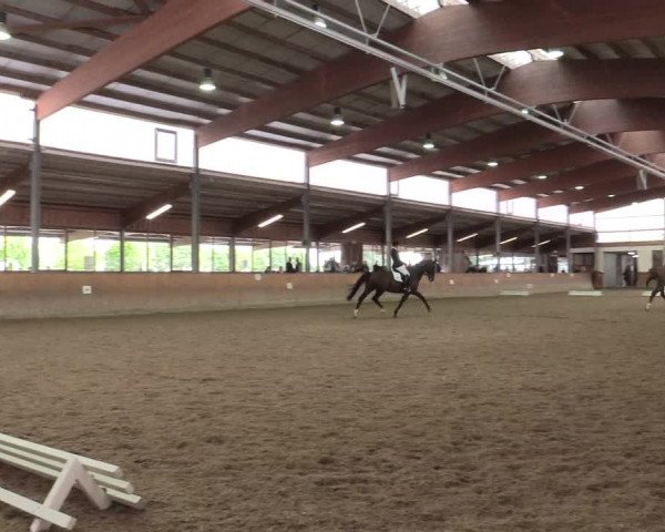 Reitturnier Appelhülsen 2017