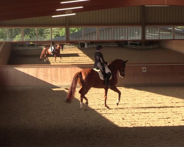 Reitturnier Gut Hohenkamp / Dorsten 2017