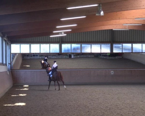 Reitturnier Gut Hohenkamp / Dorsten 2017