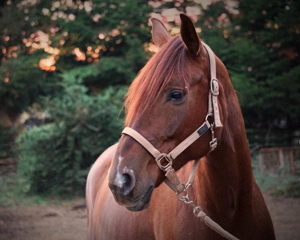 horse Santafee 18 (Westphalian, 2011, from Sunday)