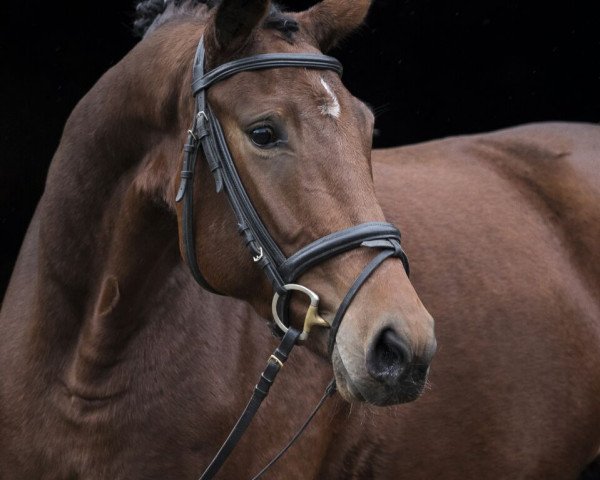 broodmare Dolce Djamilla (German Sport Horse, 2014, from Albführen's Der Kavalier)