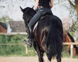 jumper Domino (Hanoverian, 2008, from Don Frederico)