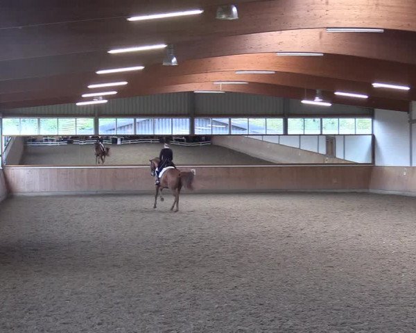 Reitturnier Gut Hohenkamp / Dorsten 2017