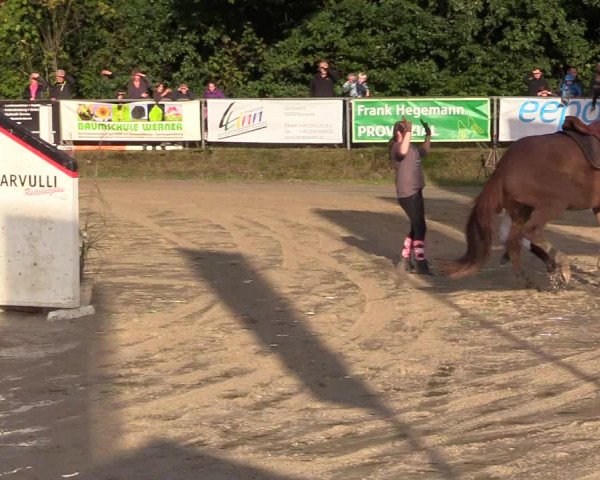 Reitturnier Meinerzhagen 2017