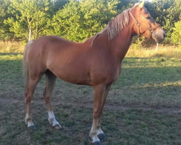 Pferd Chacco Boy (Deutsches Reitpony, 2015, von Kastanienhof Cockney Cracker)
