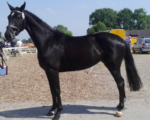 broodmare Helena (Holsteiner, 2015, from Conteur)