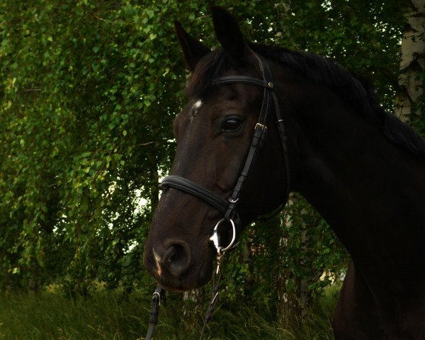 horse Domingo (Brandenburg, 2001, from Donjour)