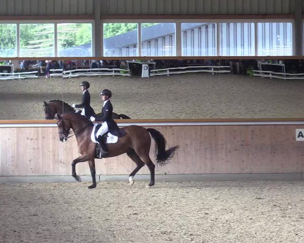 Reitturnier Gut Hohenkamp / Dorsten 2017
