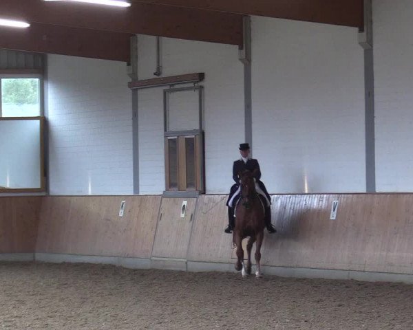 Reitturnier Gut Hohenkamp / Dorsten 2017