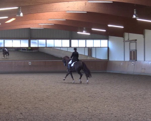 Reitturnier Gut Hohenkamp / Dorsten 2017