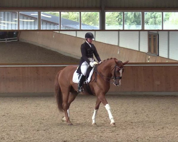 Reitturnier Gut Hohenkamp / Dorsten 2017