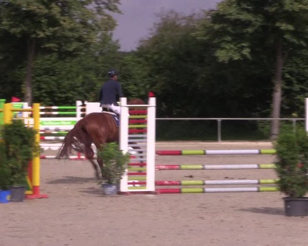 Reitturnier Appelhülsen 2017
