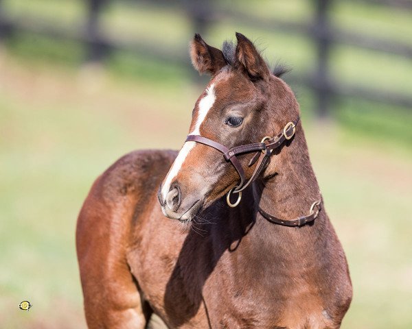 horse Stute von Runhappy xx (Thoroughbred, 2017, from Runhappy xx) horse Stute von Runhappy xx (Thoroughbred, 2017, from Runhappy xx)
