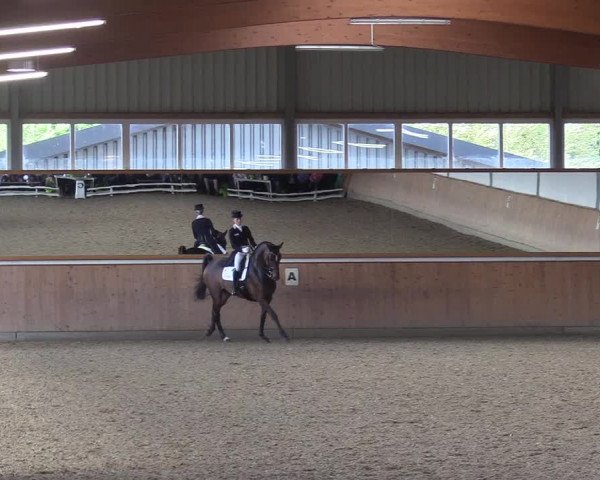 Reitturnier Gut Hohenkamp / Dorsten 2017