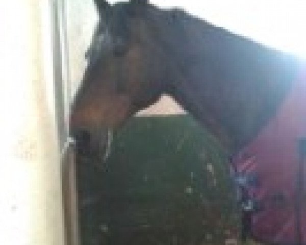 horse Alfred 43 (Bavarian, 1999, from Alvarez)