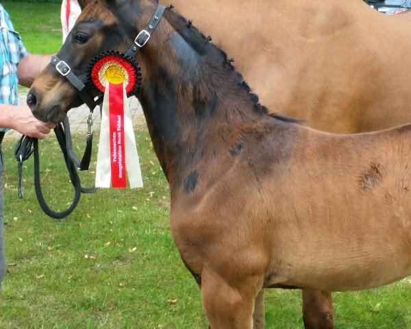 horse Fantastic Charly Chaplin (Westphalian, 2018, from Fidelius 41)