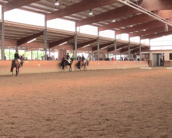 Reitturnier Appelhülsen 2017