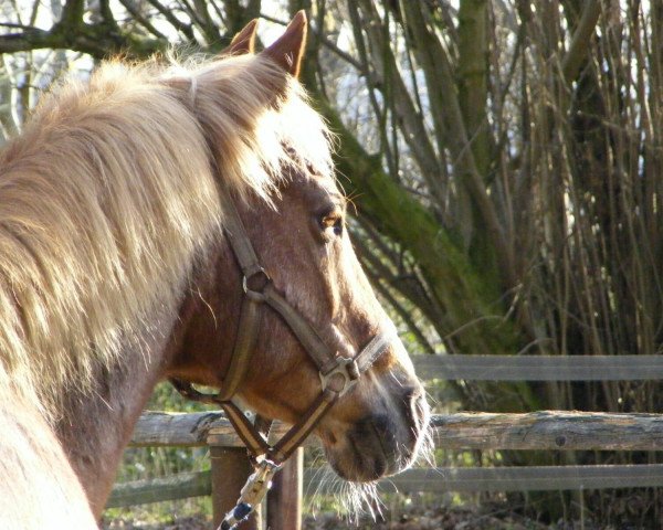 horse Golden Star (German Riding Pony, 1991, from Galant)